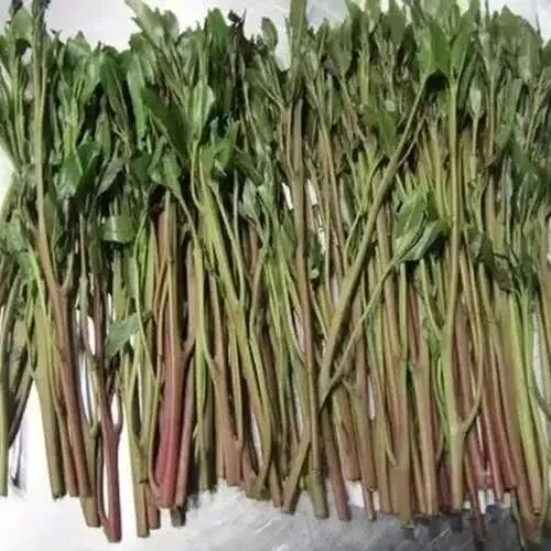 春日踏青，这些“野菜”千万别碰→