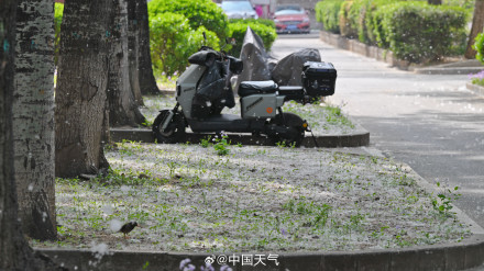 被杨柳絮支配的一天 被杨柳絮支配的一天