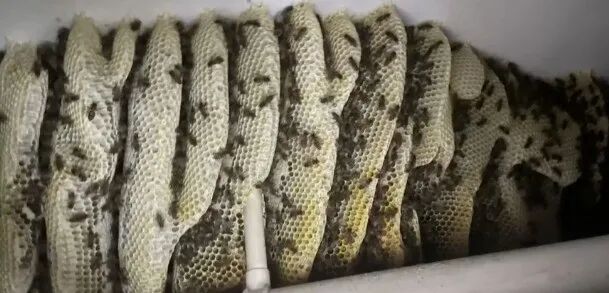 停车未关车窗十多分钟，浙江男子回来时傻眼：车内闯入数十只蜜蜂，正在筑巢