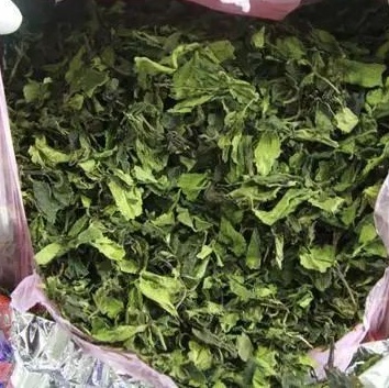 春日踏青，这些“野菜”千万别碰→