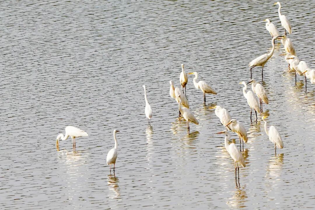 美翻了！哈密河湿地迎来“鸟类天团”