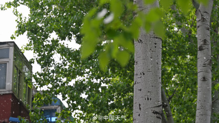 被杨柳絮支配的一天 被杨柳絮支配的一天