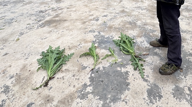 “提鲜？治病？喂鸡？”统统都是假的！