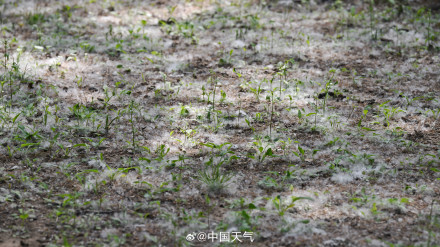 被杨柳絮支配的一天 被杨柳絮支配的一天