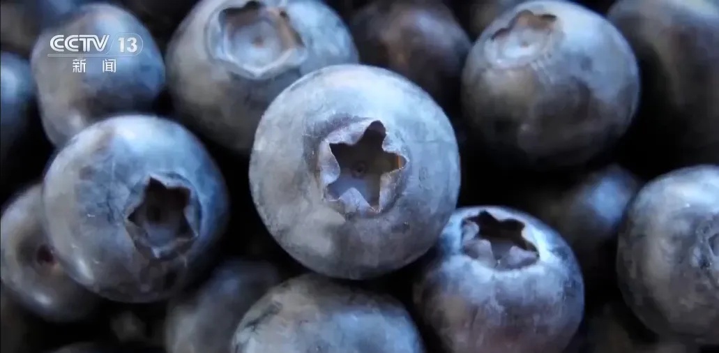 连吃两天确诊胃石症，这种水果别贪多！医生提醒：切勿空腹大量食用