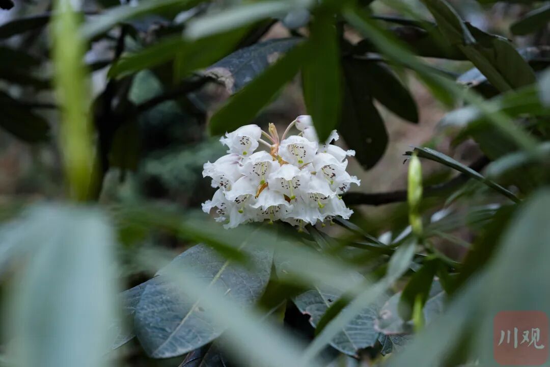 等了29年，首次开花，四川这两株花有多珍贵？