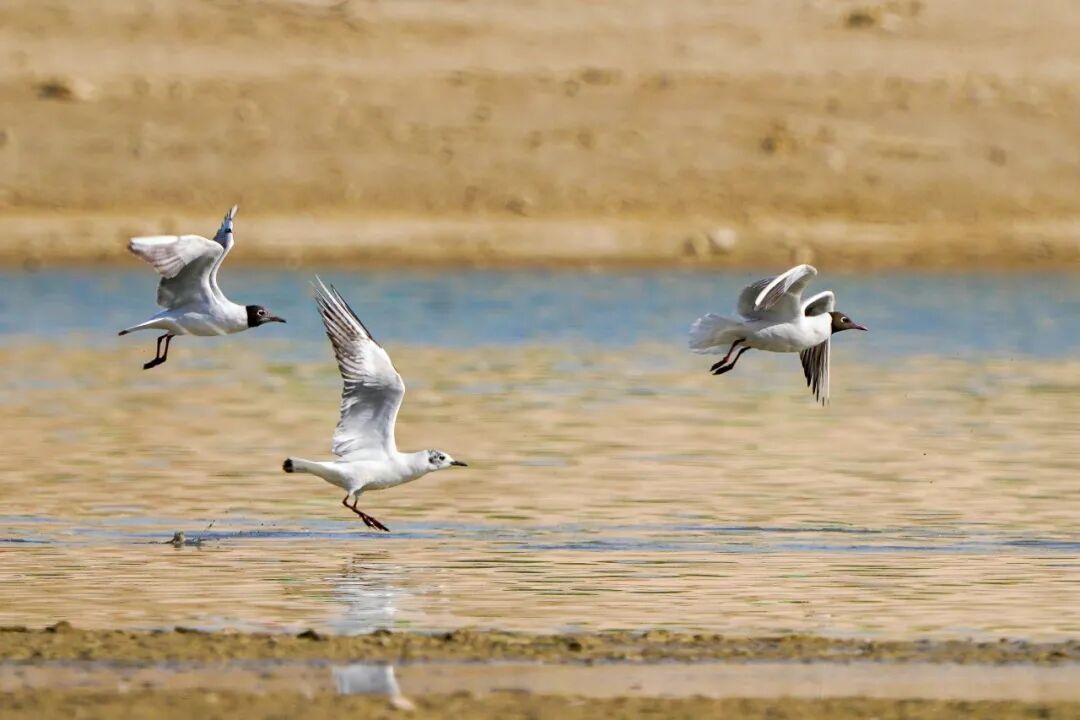 美翻了！哈密河湿地迎来“鸟类天团”