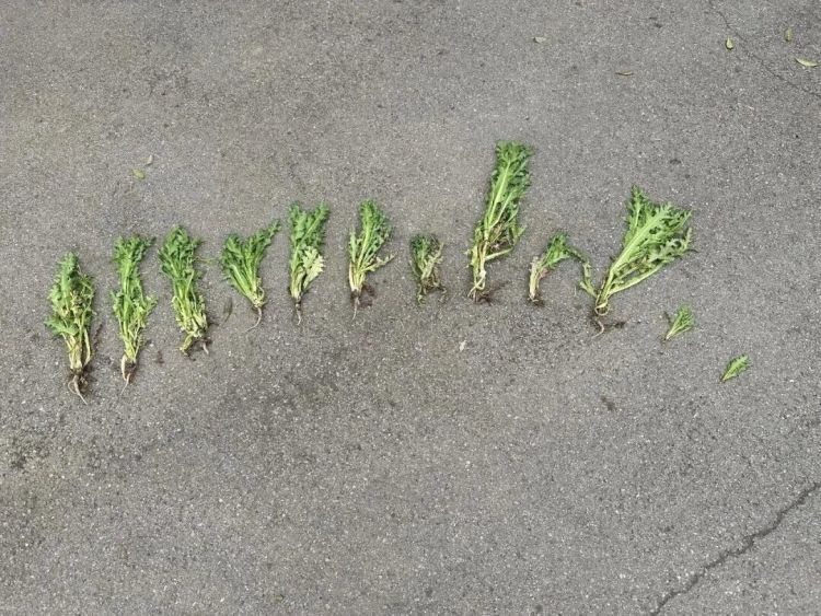 “提鲜？治病？喂鸡？”统统都是假的！