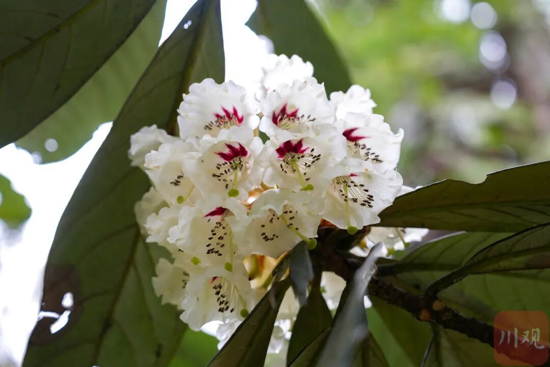 等了29年，首次开花，四川这两株花有多珍贵？