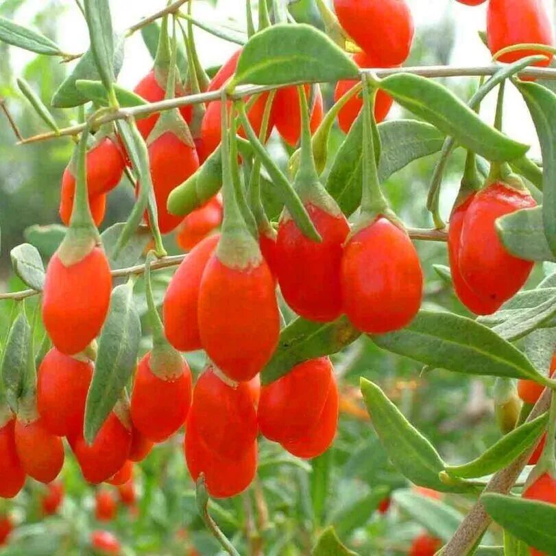 春日踏青，这些“野菜”千万别碰→