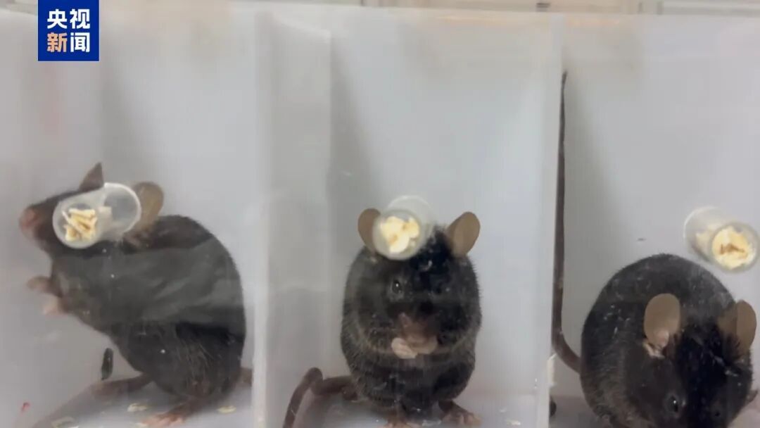 “左撇子”是天生的？中国科学家有新发现