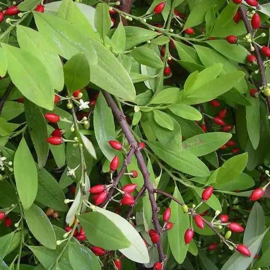 春日踏青，这些“野菜”千万别碰→