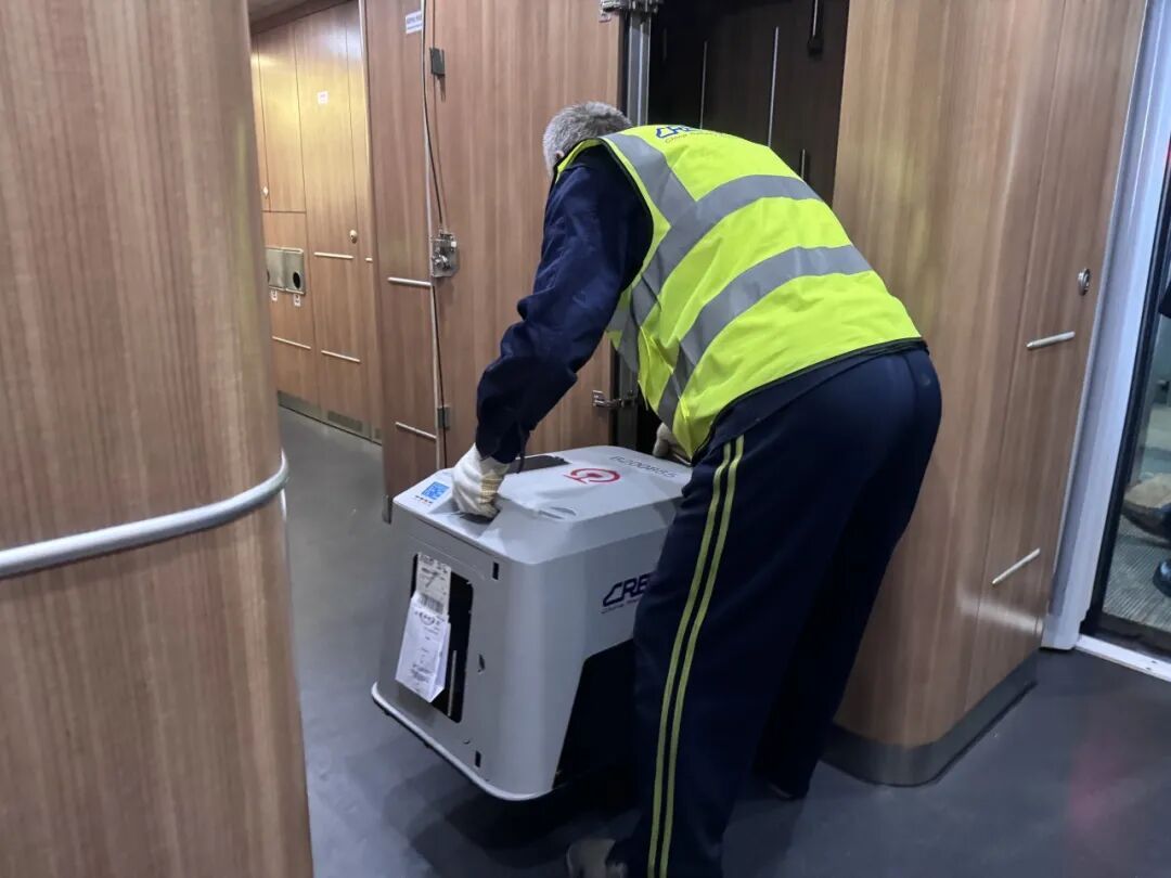 “毛孩子”可以单独出行了！高铁宠物托运服务升级