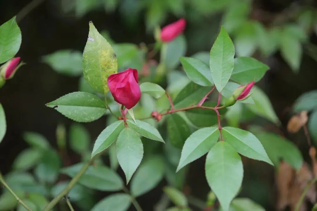 贵州发现濒危物种