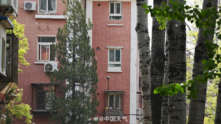 被杨柳絮支配的一天 被杨柳絮支配的一天