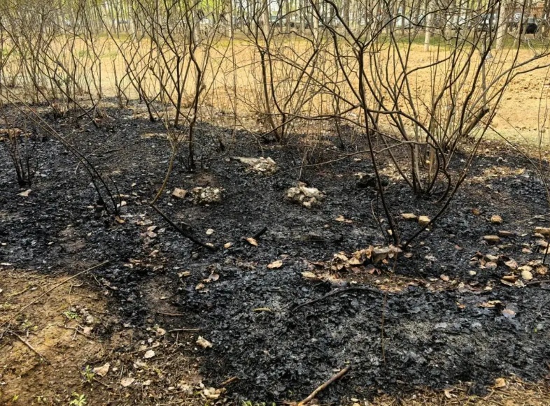 杨柳絮漫天飞，这些要注意！