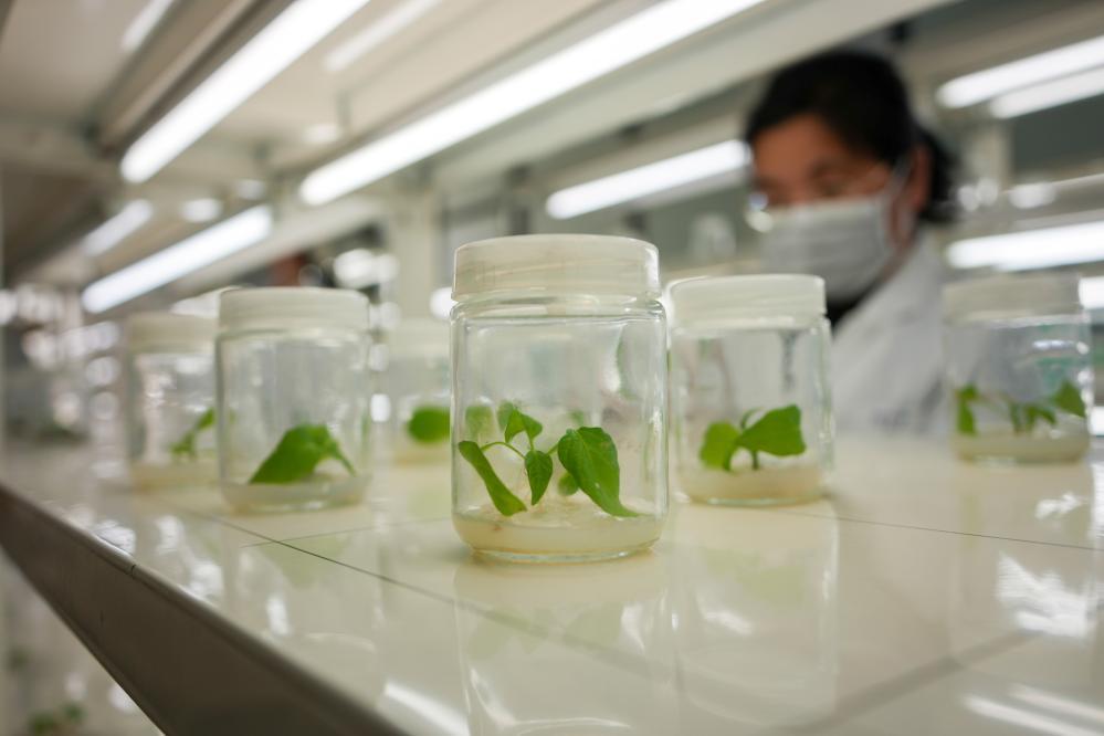 谁还没吃过寿光菜？它的 “种子家底” 太惊人