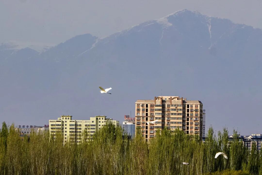 美翻了！哈密河湿地迎来“鸟类天团”