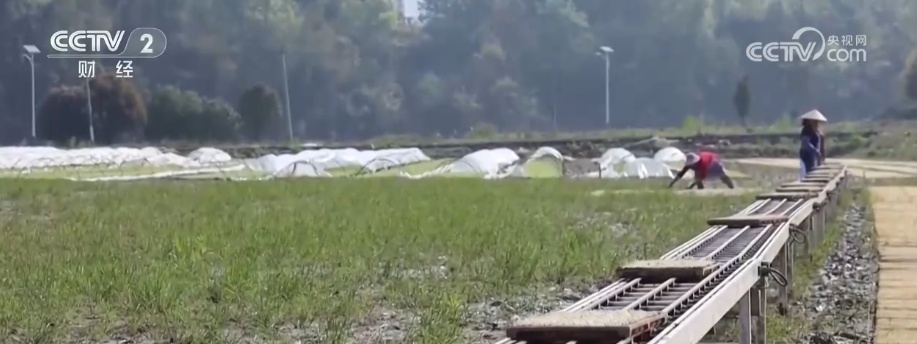 “智慧农机+科技指导+数字赋能”护航春耕春管 为全年粮食丰产夯实基础