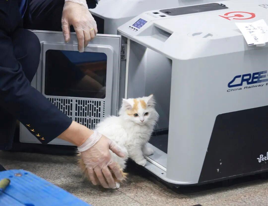 铁路宠物托运升级 它们可以独自“坐”高铁了