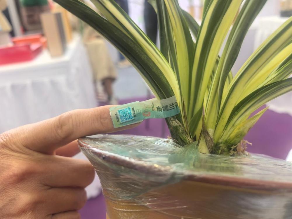 搬上云端 鲜花经济迎绽放 搬上云端 鲜花经济迎绽放