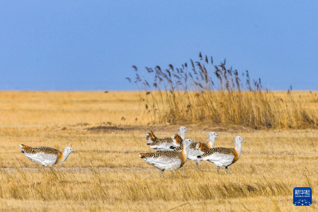 国家一级保护动物大鸨现身黑龙江