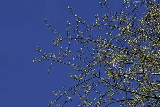 辽宁官宣入春，就在明天！但大部分地区有雨……