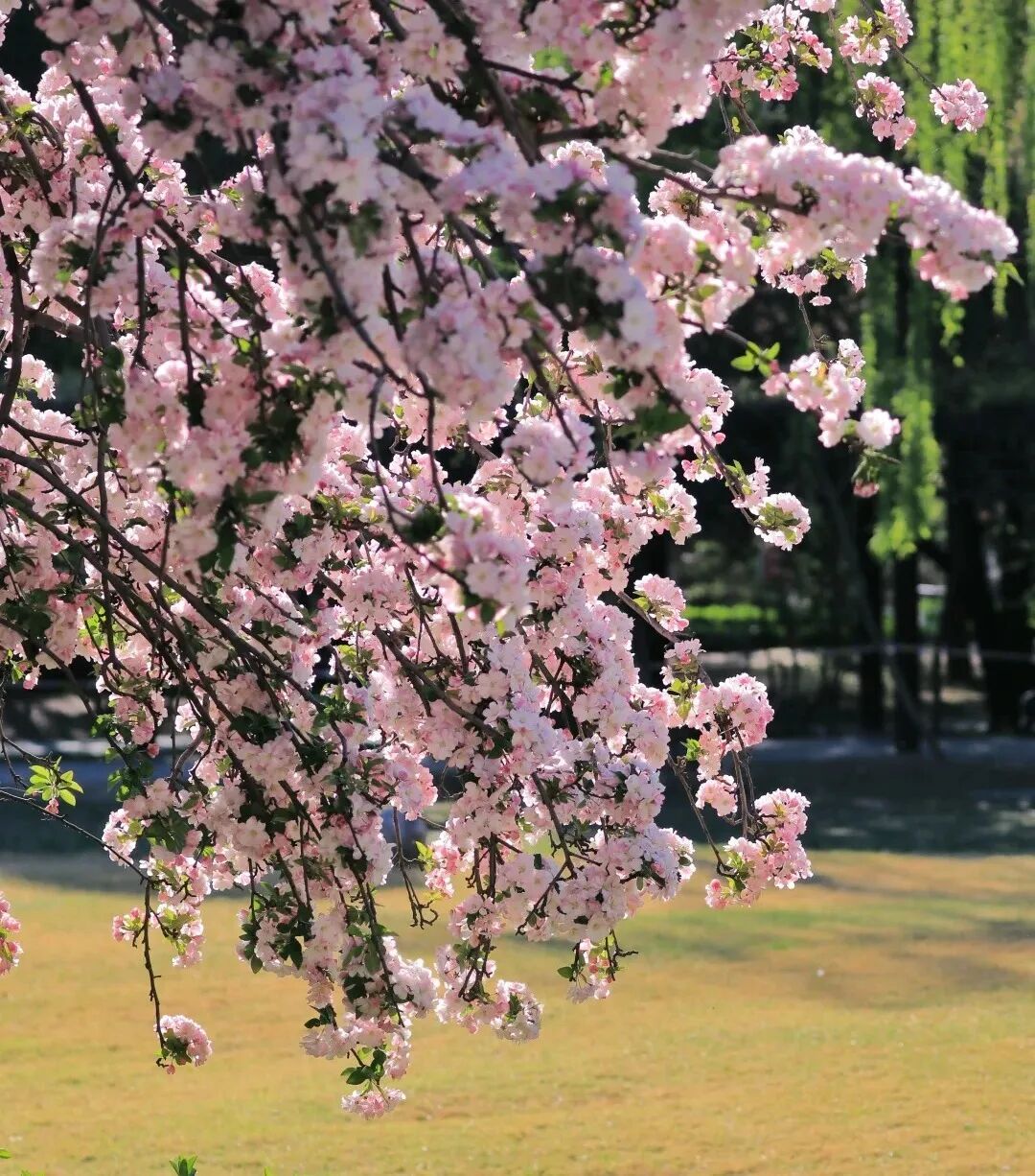 真·北京赏花“顶流”！这里的晚樱终于迎来最佳观赏期！预计持续时间——