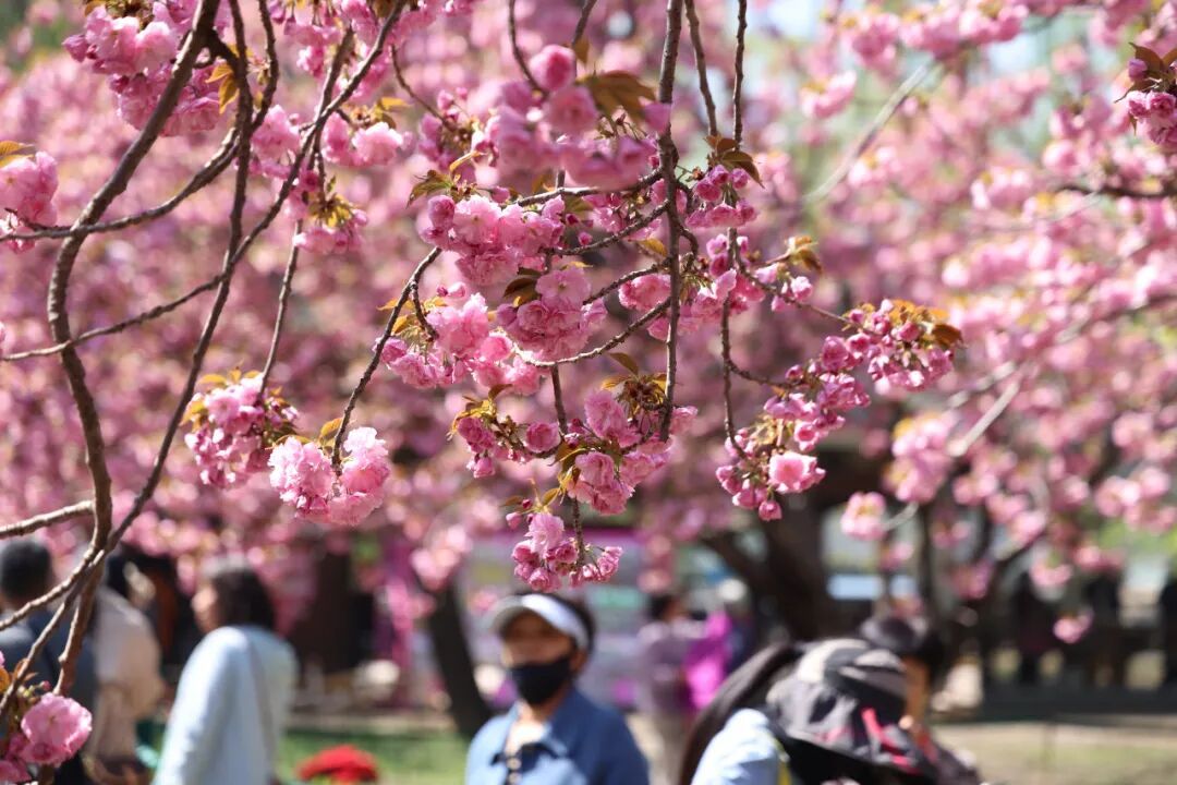 真·北京赏花“顶流”！这里的晚樱终于迎来最佳观赏期！预计持续时间——