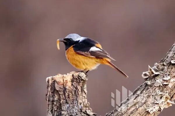 春日冰城藏惊喜！林间高颜值小鸟已“上线”，最佳观赏期别错过