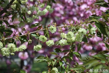 玉渊潭晚樱迎最佳观赏期，将持续至4月中下旬
