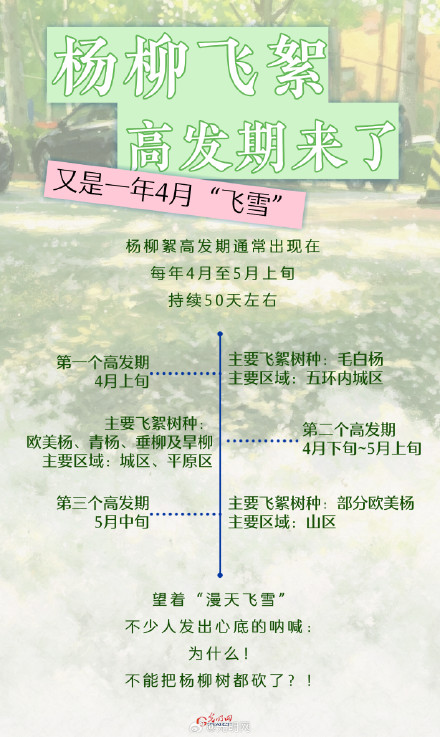 北京街头杨柳絮将持续约50天