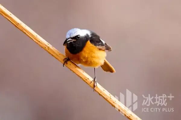 春日冰城藏惊喜！林间高颜值小鸟已“上线”，最佳观赏期别错过