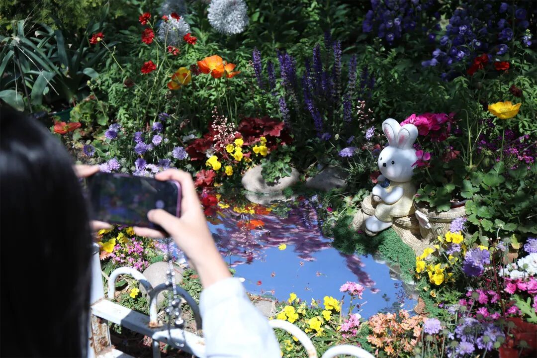 真·北京赏花“顶流”！这里的晚樱终于迎来最佳观赏期！预计持续时间——