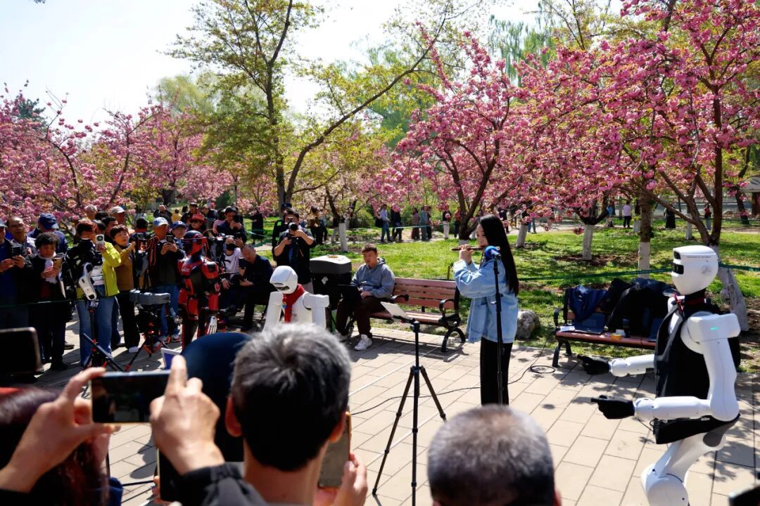 真·北京赏花“顶流”！这里的晚樱终于迎来最佳观赏期！预计持续时间——