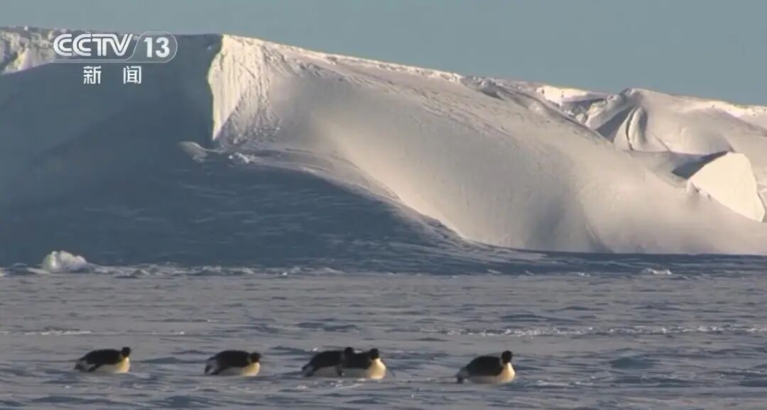 南极告急！帝企鹅与南极毛皮海狮双双濒危