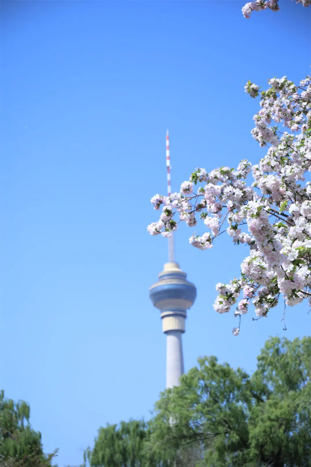 真·北京赏花“顶流”！这里的晚樱终于迎来最佳观赏期！预计持续时间——
