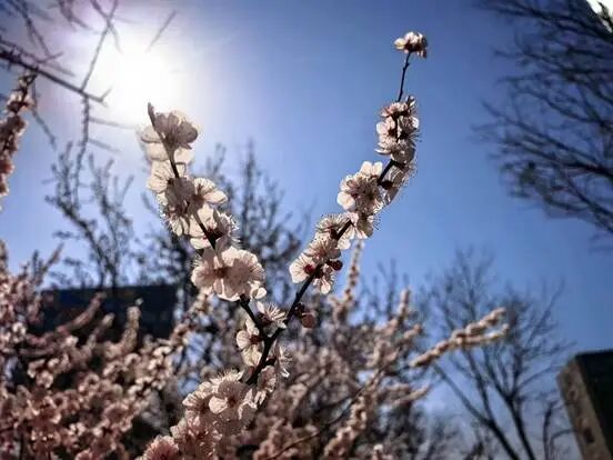 辽宁官宣入春，就在明天！但大部分地区有雨……