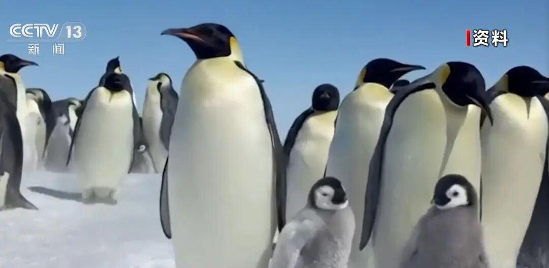 南极告急！帝企鹅与南极毛皮海狮双双濒危