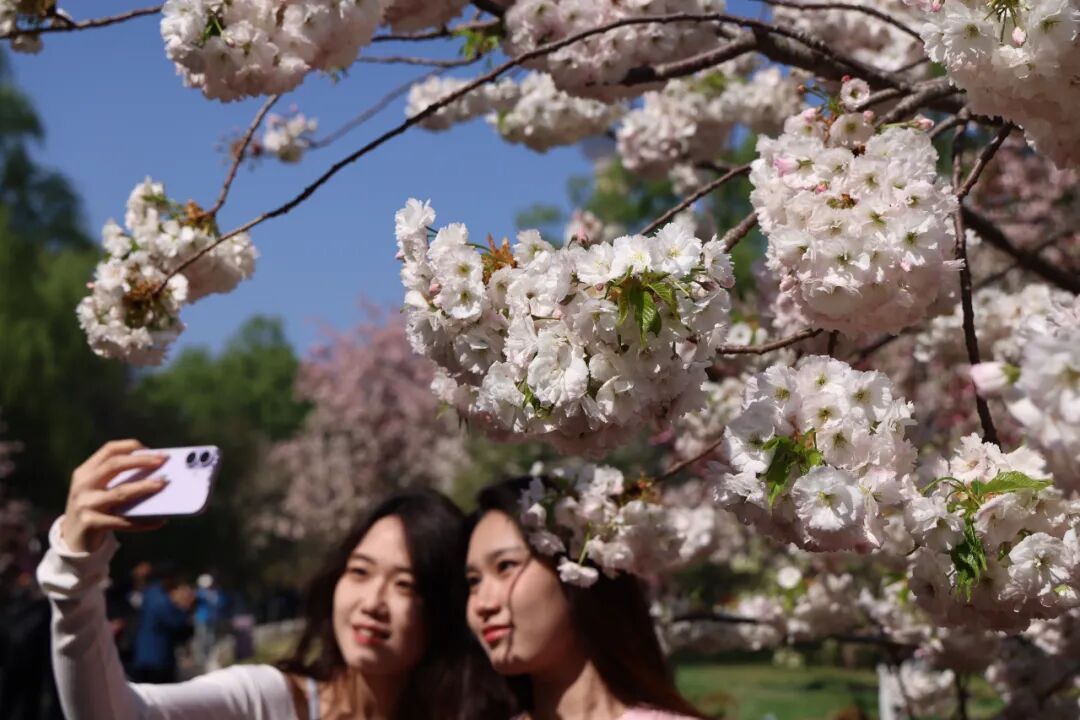 真·北京赏花“顶流”！这里的晚樱终于迎来最佳观赏期！预计持续时间——