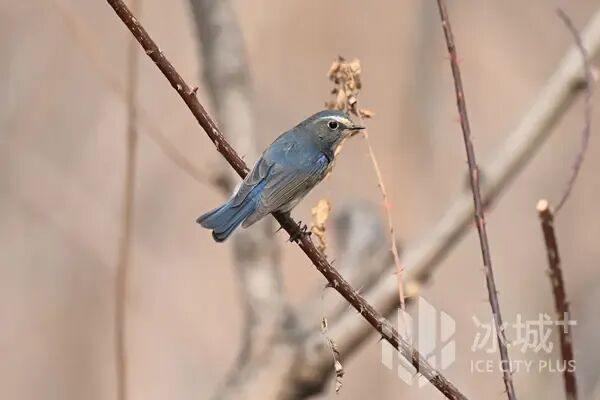 春日冰城藏惊喜！林间高颜值小鸟已“上线”，最佳观赏期别错过