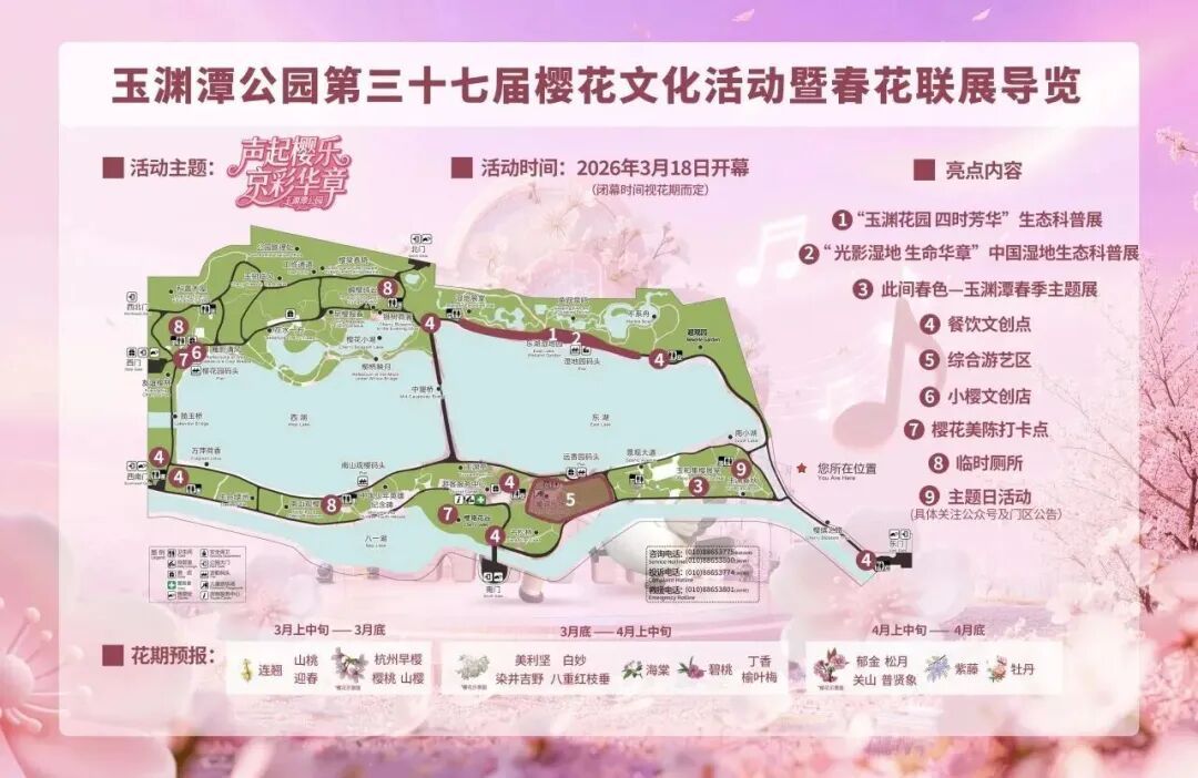 真·北京赏花“顶流”！这里的晚樱终于迎来最佳观赏期！预计持续时间——