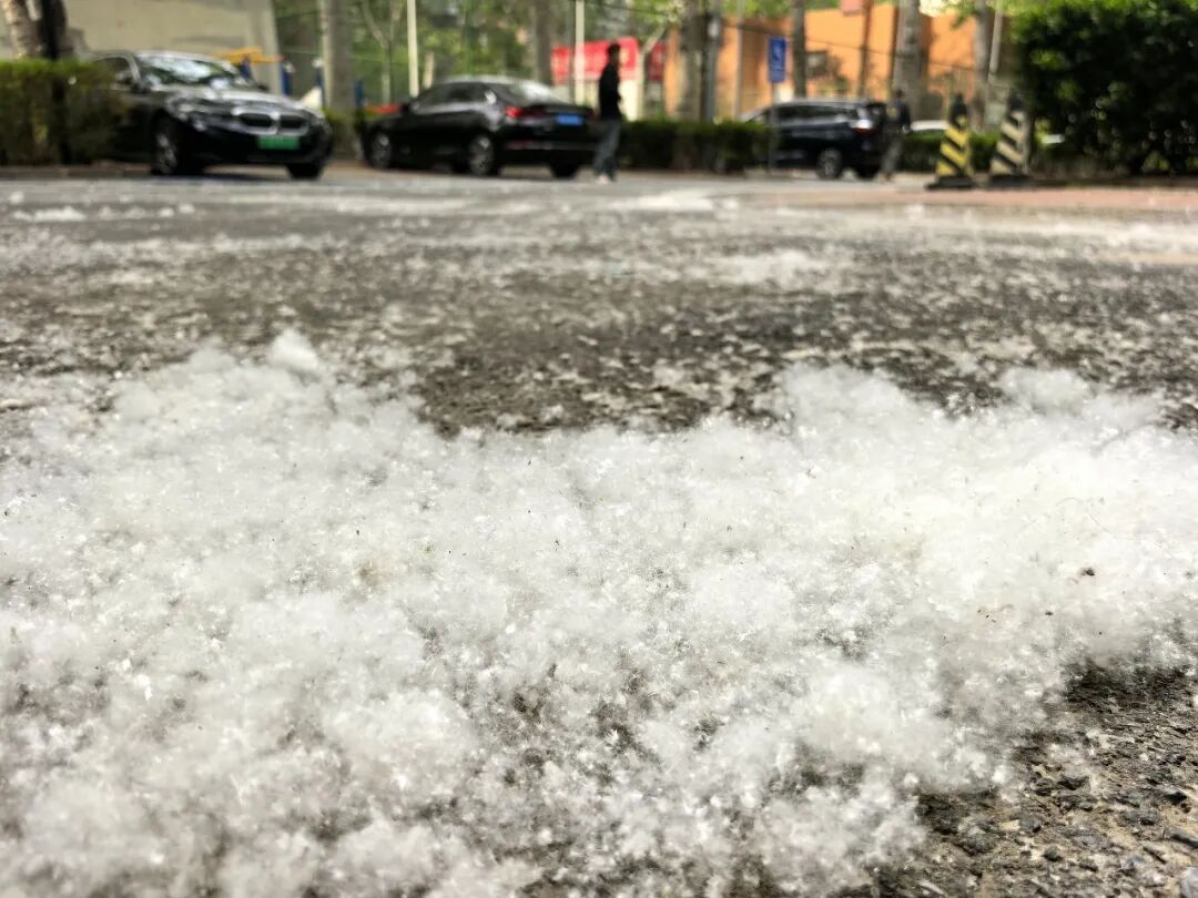 首个飞絮高发期要来了!为什么不能把杨柳树都砍了?官方回应来了 首个飞絮高发期要来了!为什么不能把杨柳树都砍了?官方回应来了