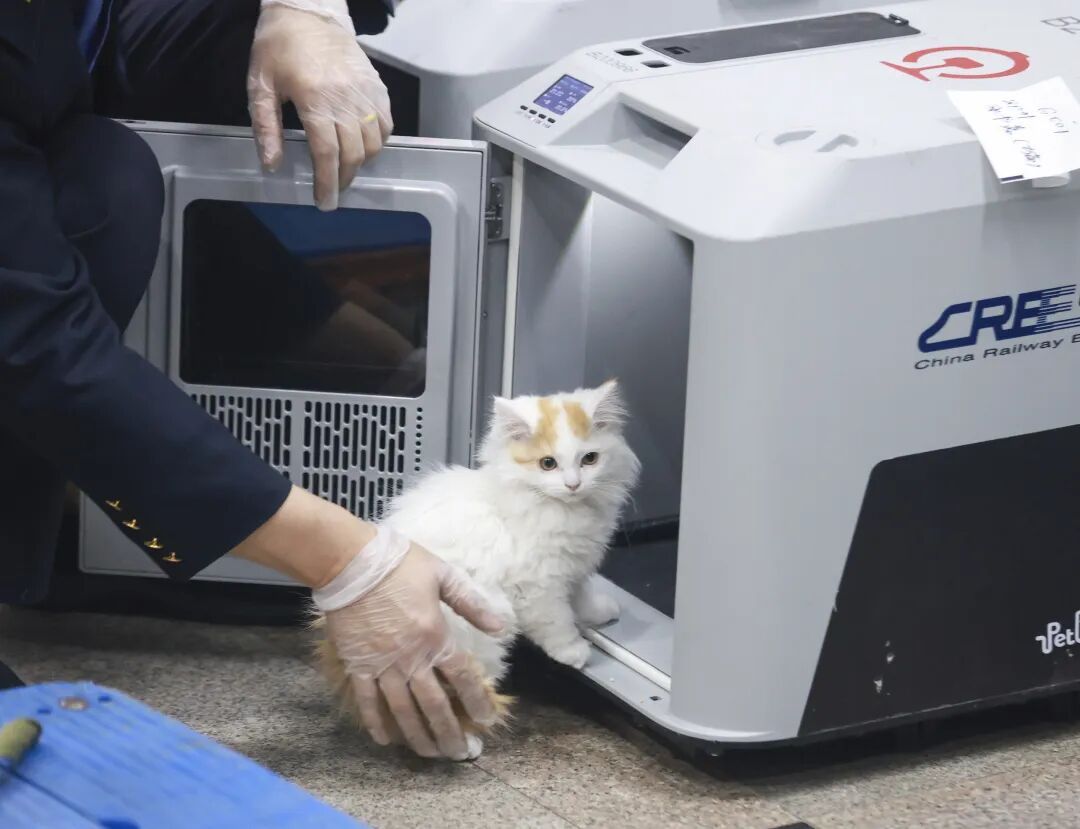 重大升级!宠物可以独自“坐”高铁了 重大升级!宠物可以独自“坐”高铁了
