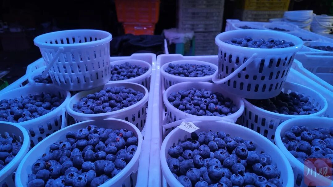 10元两盒！蓝莓价格大跳水，“未来可能还会降价”