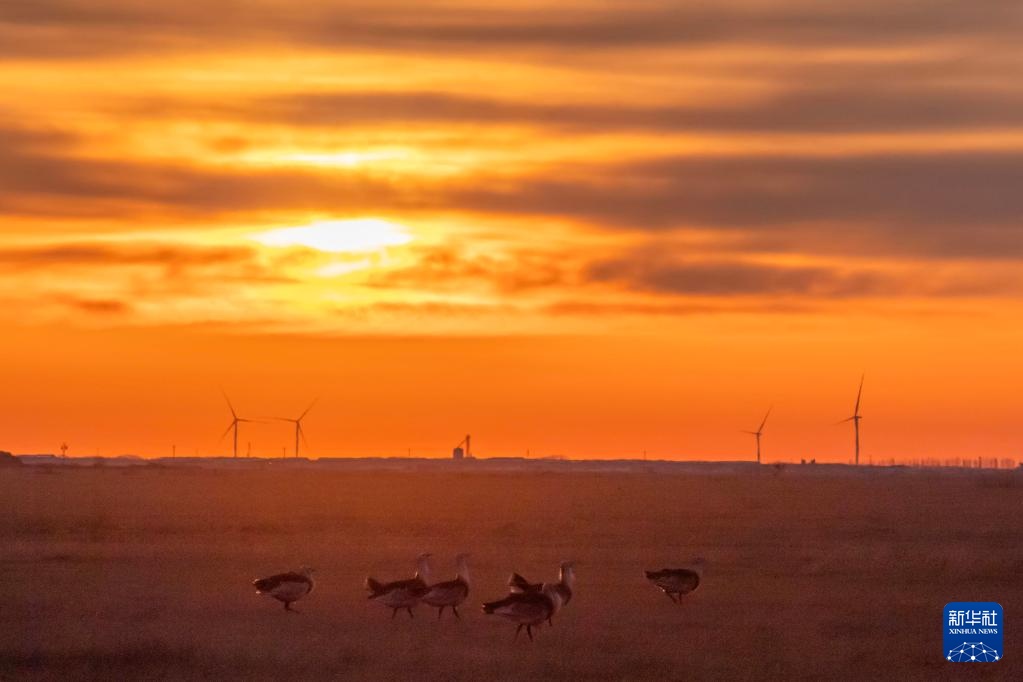 国家一级保护动物大鸨现身黑龙江