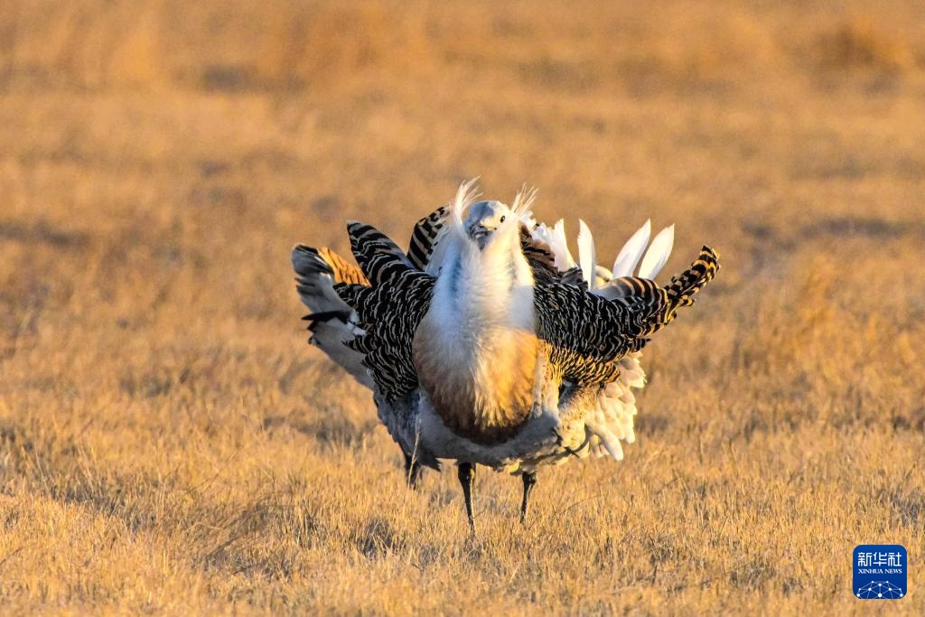 国家一级保护动物大鸨现身黑龙江