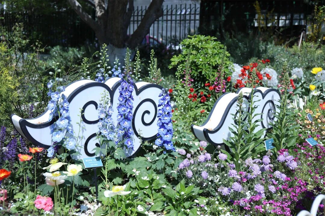 真·北京赏花“顶流”！这里的晚樱终于迎来最佳观赏期！预计持续时间——