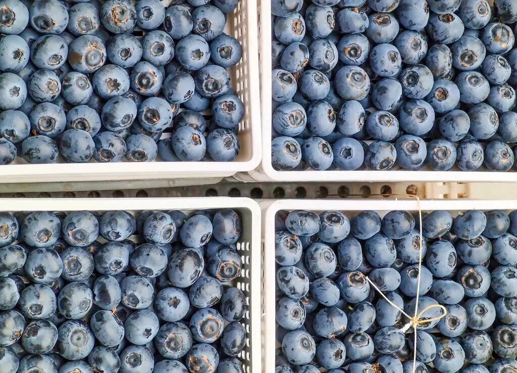 蓝莓价格大跳水 消费提示来了! 蓝莓价格大跳水 消费提示来了!