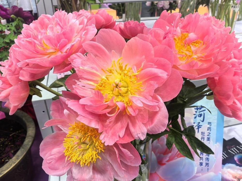 搬上云端 鲜花经济迎绽放 搬上云端 鲜花经济迎绽放